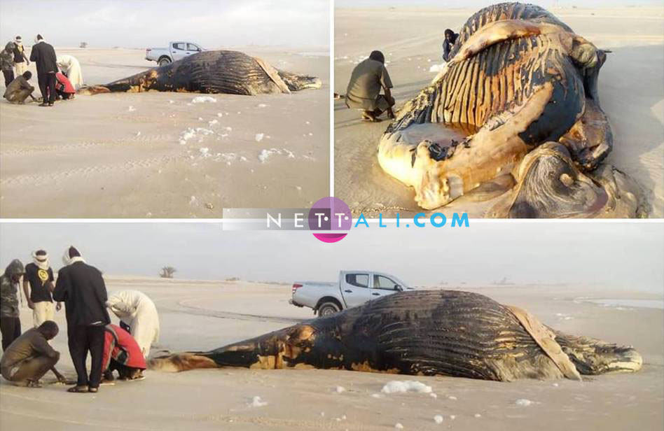 Une baleine échoue à la frontière entre le Sénégal et la Mauritanie