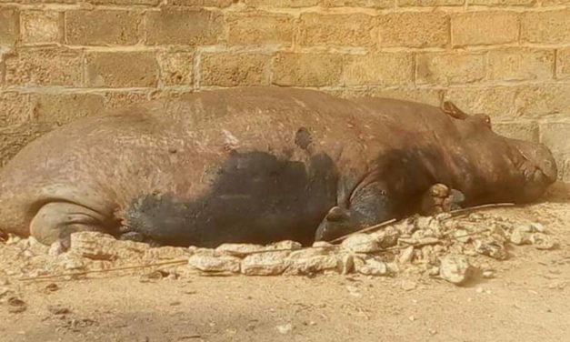 L'hippopotame qui semait la terreur à Kédougou finalement abattu