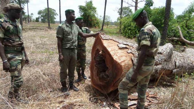 Altercation entre agents des eaux et forêts et militaires Gambiens