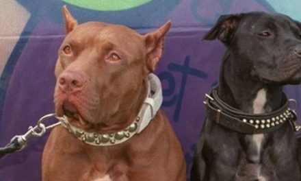 Talibé mordu par un pitbull : 1 mois ferme pour le propriétaire du chien