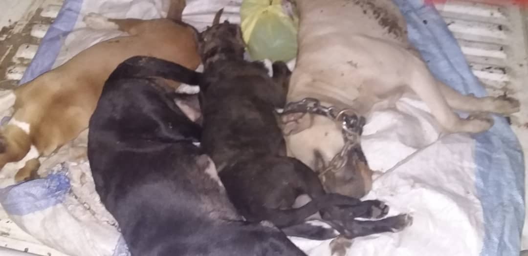 EXECUTION DE PITBULLS : les images qui contredisent le sous-préfet