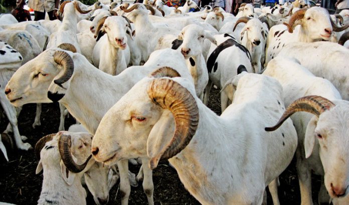 MATAM – 3842 moutons en provenance de la Mauritanie enregistrés