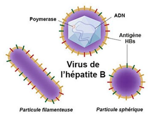 HEPATITE B : Plus de 2 millions de Sénégalais porteurs du virus