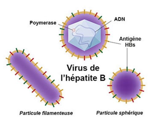 HEPATITE B : Plus de 2 millions de Sénégalais porteurs du virus