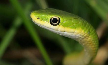 Nigéria : un serpent tombé du toit fait fuir des parlementaires