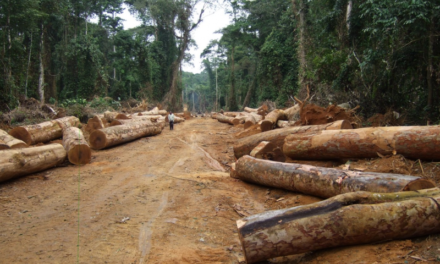 FORET CLASSEE DE BOFFA BAYOTTE- Des chercheurs de bois ciblés par des personnes armées