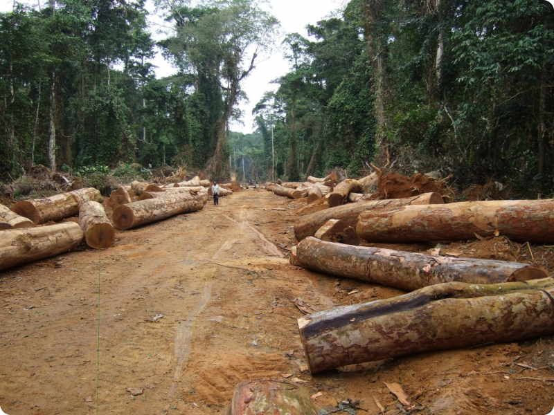 FORET CLASSEE DE BOFFA BAYOTTE- Des chercheurs de bois ciblés par des personnes armées