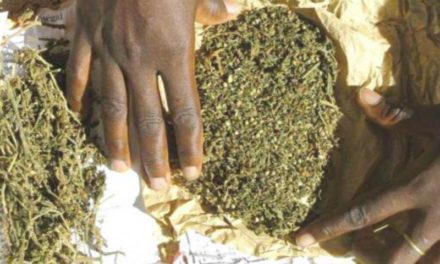 TRAFIC DE DROGUE - 19 Kg de chanvre indien saisis à Ziguinchor