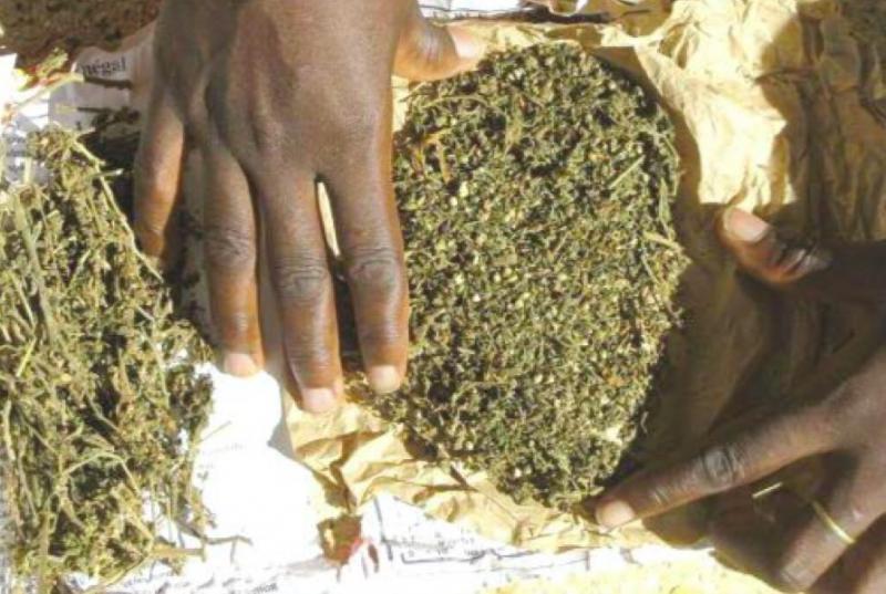 TRAFIC DE DROGUE A THIES- 400 Kg de chanvre indien saisis