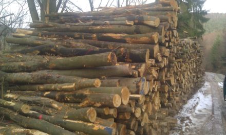 TRAFIC DE BOIS - 23 camions de caïlcédrat et de vène saisis dans le Grand Koulaye