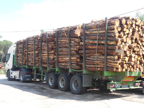 TRAFIC DE BOIS : deux camions gambiens saisis