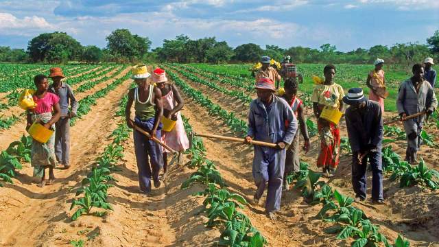 ACCAPAREMENT DES TERRES DU SÉNÉGAL - Le festin des multinationales