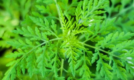 COVID-19-ARTEMISIA - Le comité scientifique donne son feu-vert