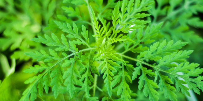 COVID-19-ARTEMISIA - Le comité scientifique donne son feu-vert