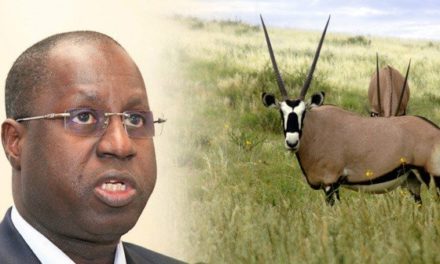 AFFAIRE DES GAZELLES ORYX – Abdou Karim Sall va restituer et rembourser