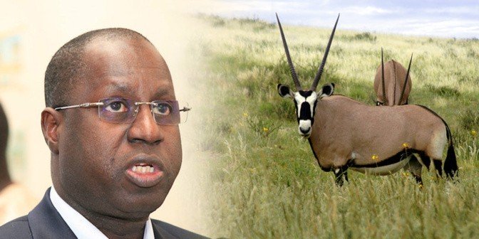 AFFAIRE DES GAZELLES ORYX – Abdou Karim Sall va restituer et rembourser