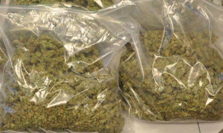 SEDHIOU – 84 kg de cannabis saisis sur des bergers de Karantaba