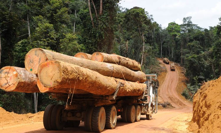 TRAFIC ET COUPE ILLICITE DE BOIS EN CASAMANCE- Plus de 93 millions de francs de recettes recouvrées en 2020