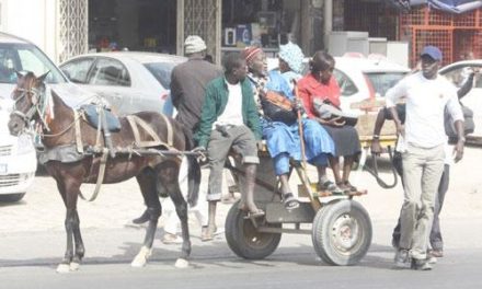 TRANSPORT DES VÉHICULES A TRACTION ANIMALE - Les acteurs réclament l'application de l'arrêté portant réglementation du secteur