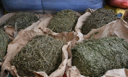 YARAKH - 40 kg de cannabis saisis