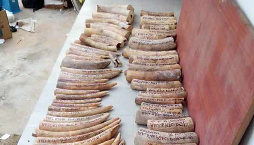 CRIMINALITE FAUNIQUE - Deux étrangers pris en possession de 48 griffes de 3 lions à Dakar