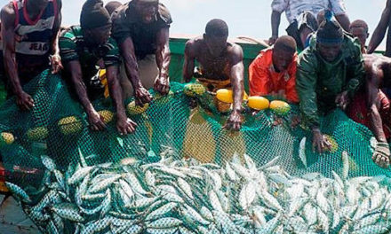 MALADIE MYSTERIEUSE - Les analyses "accusent" les filets des pêcheurs