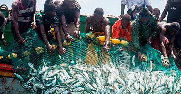 MALADIE MYSTERIEUSE - Les analyses "accusent" les filets des pêcheurs