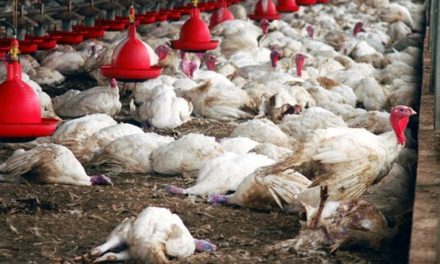 THIES – Plus de 50.000 volailles tuées par la grippe aviaire