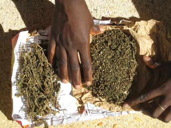 TRAFIC DE DROGUE - 42 kg de "Brown" saisis à Tambacounda 