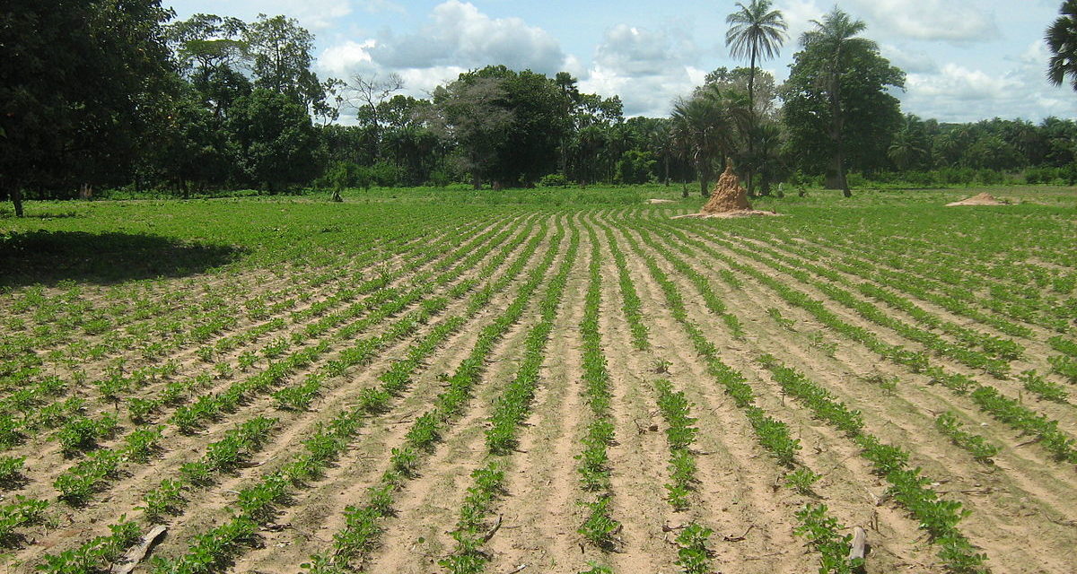 SPOLIATION FONCIÈRE- Walo réclame ses terres