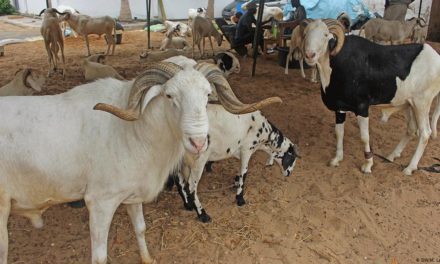 TABASKI – C’est ce mardi pour la Coordination des musulmans du Sénégal