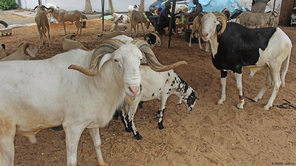 TABASKI – C’est ce mardi pour la Coordination des musulmans du Sénégal