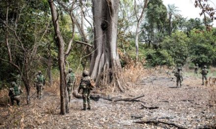 TRAFIC DE BOIS A KOLDA - Un assaillant tué par les agents des Eaux et forêts