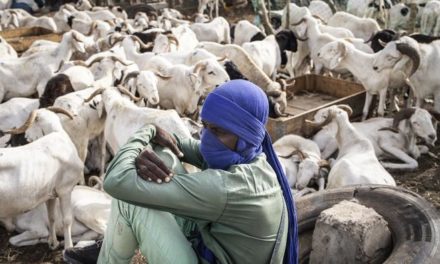 TABASKI 2022 - Le Sénégal supprime les taxes sur la vente de bétail pour les éleveurs mauritaniens