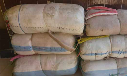 NIORO - 300 kilogrammes de chanvre indien saisis par la Douane