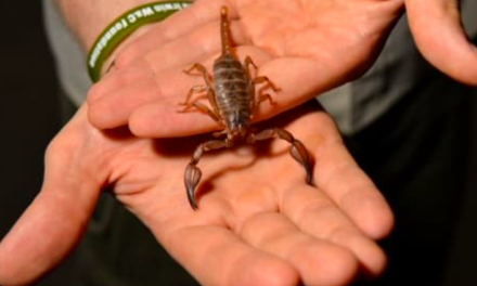 NANTES : un scorpion pique un passager dans un avion en provenance du Sénégal