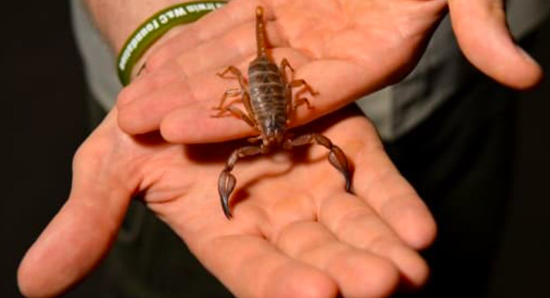 NANTES : un scorpion pique un passager dans un avion en provenance du Sénégal