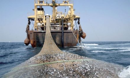 PECHE SUR LES COTES SENEGALAISES - 132 navires sénégalais, 19 bateaux étrangers autorisés