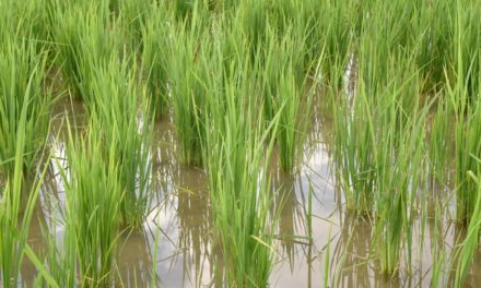 CRUE DU FLEUVE SÉNÉGAL - Plus de 700 hectares de riz inondés