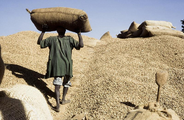 DETTES DÛES AUX OPERATEURS ARACHIDIERS - Près de 74 milliards FCfa apurés