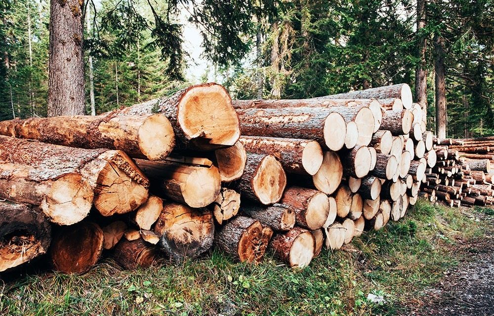 DÉFORESTATION ILLÉGALE - 344 troncs de bois saisis à Médina Yoro Foula