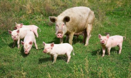 MBOUR - Un vigile arrêté pour tentative de vol de porc, se heurte à la résistance de l'animal