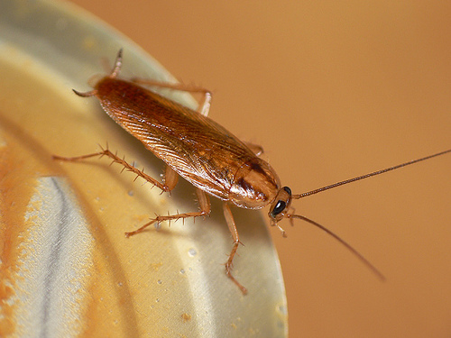 A chacun ses cafards…