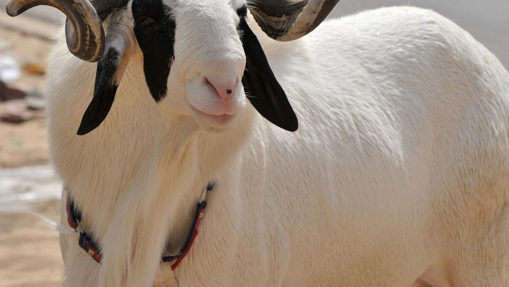 AID EL KEBIR 2024 - Le Sénégal fête la Tabaski le...