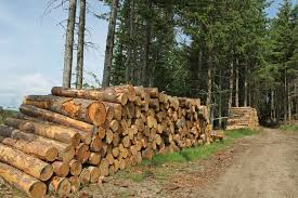Coupe abusive de bois à Kolda : L'Etat invité à prendre ses responsabilités