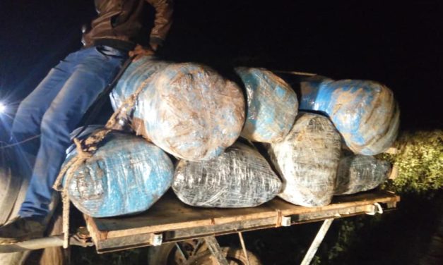 THIES : L'Ocrtis saisit 660 kg de chanvre indien (Images)