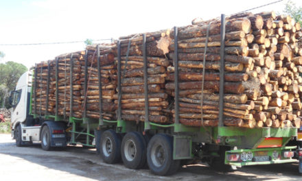 TRAFIC DE BOIS : deux camions gambiens saisis