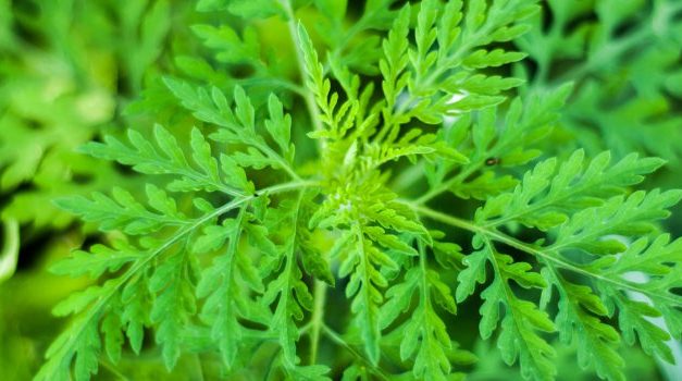 COVID-19-ARTEMISIA - Le comité scientifique donne son feu-vert