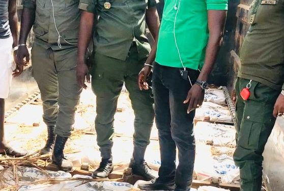 DOUANES - Saisie record de 1076 kg de chanvre indien à Koumpentoum