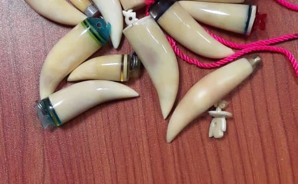 CRIMINALITÉ FAUNIQUE- Deux chinois arrêtés à AIBD